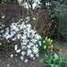 lente in de tuin 035
