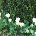lente in de tuin 037
