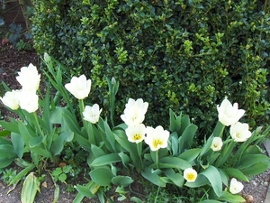 lente in de tuin 037