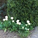 lente in de tuin 038