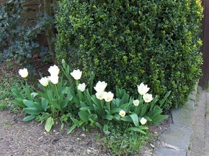 lente in de tuin 038