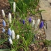 lente in de tuin 040