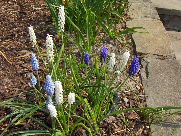 lente in de tuin 040