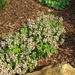 lente in de tuin 041