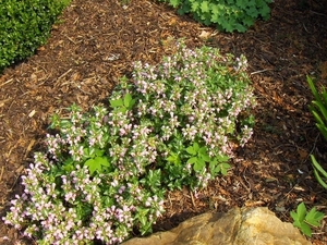 lente in de tuin 041