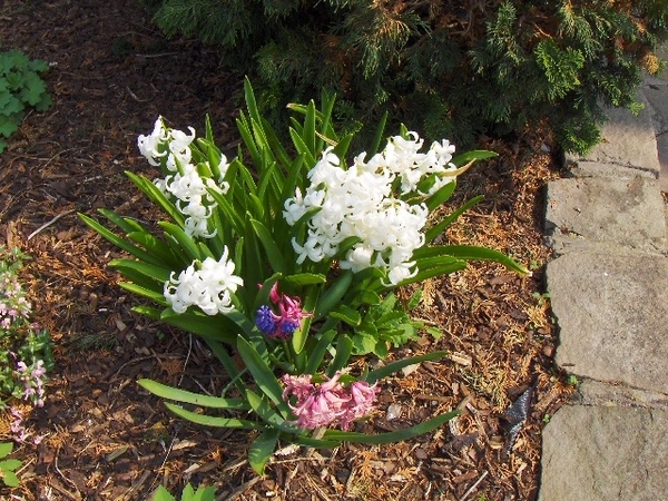 lente in de tuin 042