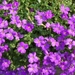 lente in de tuin 043