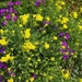 lente in de tuin 044