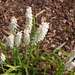 lente in de tuin 045