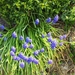 lente in de tuin 046