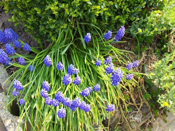 lente in de tuin 046