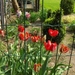 lente in de tuin 053