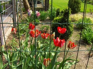 lente in de tuin 053