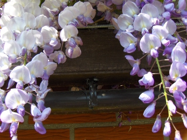 eind april 005