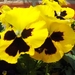 eind april 006