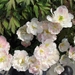 eind april 010