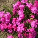 eind april 026