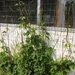 eind april 041