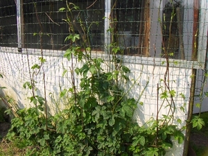 eind april 041