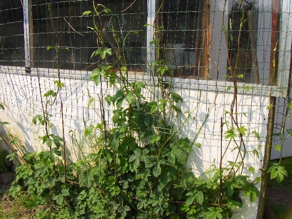 eind april 041