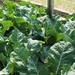 eind april 046