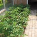 eind april 048