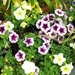 eind april 055