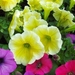eind april 059