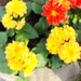 eind april 065