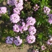 eind april 067