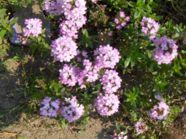 eind april 067