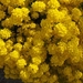 eind april 087