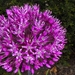 allium bollen 008