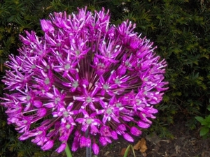 allium bollen 008