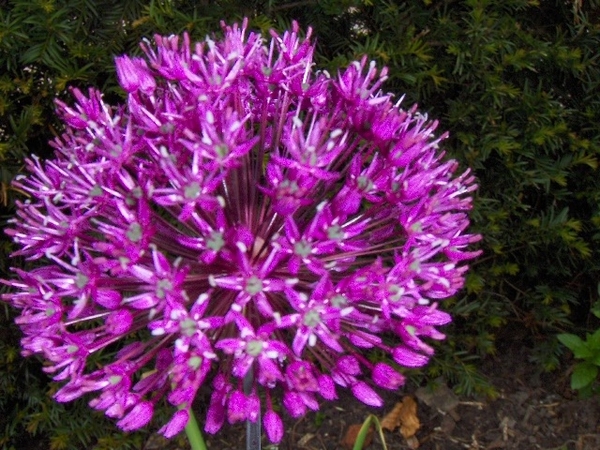 allium bollen 008