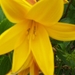 de eerste bloei 022