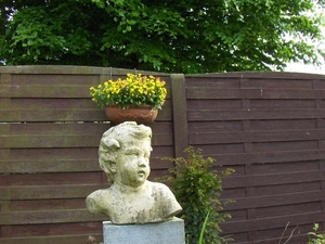 de eerste bloei 040
