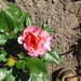 de eerste bloei 011