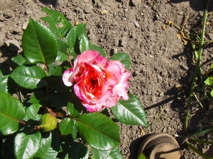 de eerste bloei 011