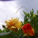 begin van de zomer 001