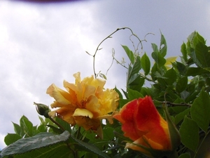 begin van de zomer 001