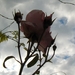 begin van de zomer 002