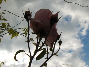 begin van de zomer 002