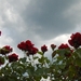 begin van de zomer 004