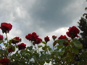 begin van de zomer 004
