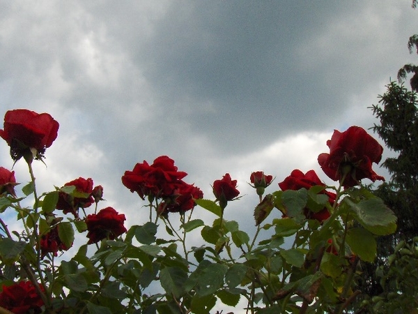 begin van de zomer 004