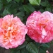 begin van de zomer 005