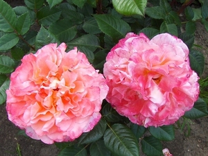 begin van de zomer 005