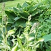 begin van de zomer 009