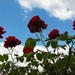 begin van de zomer 010